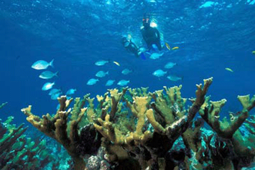 coral-island-snorkelers
